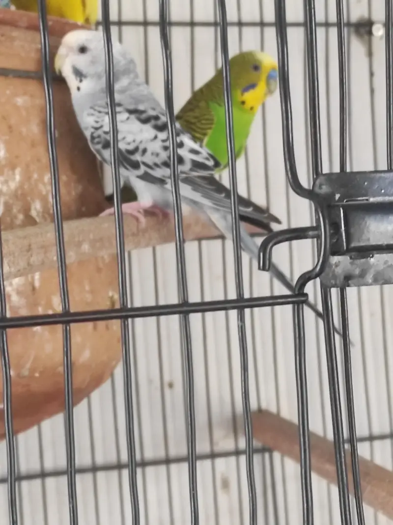 budgies with eggs and cages — photo 4
