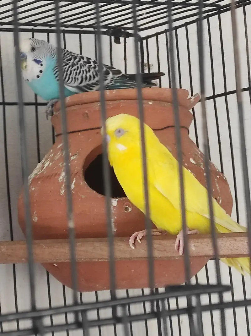 budgies with eggs and cages — photo 5