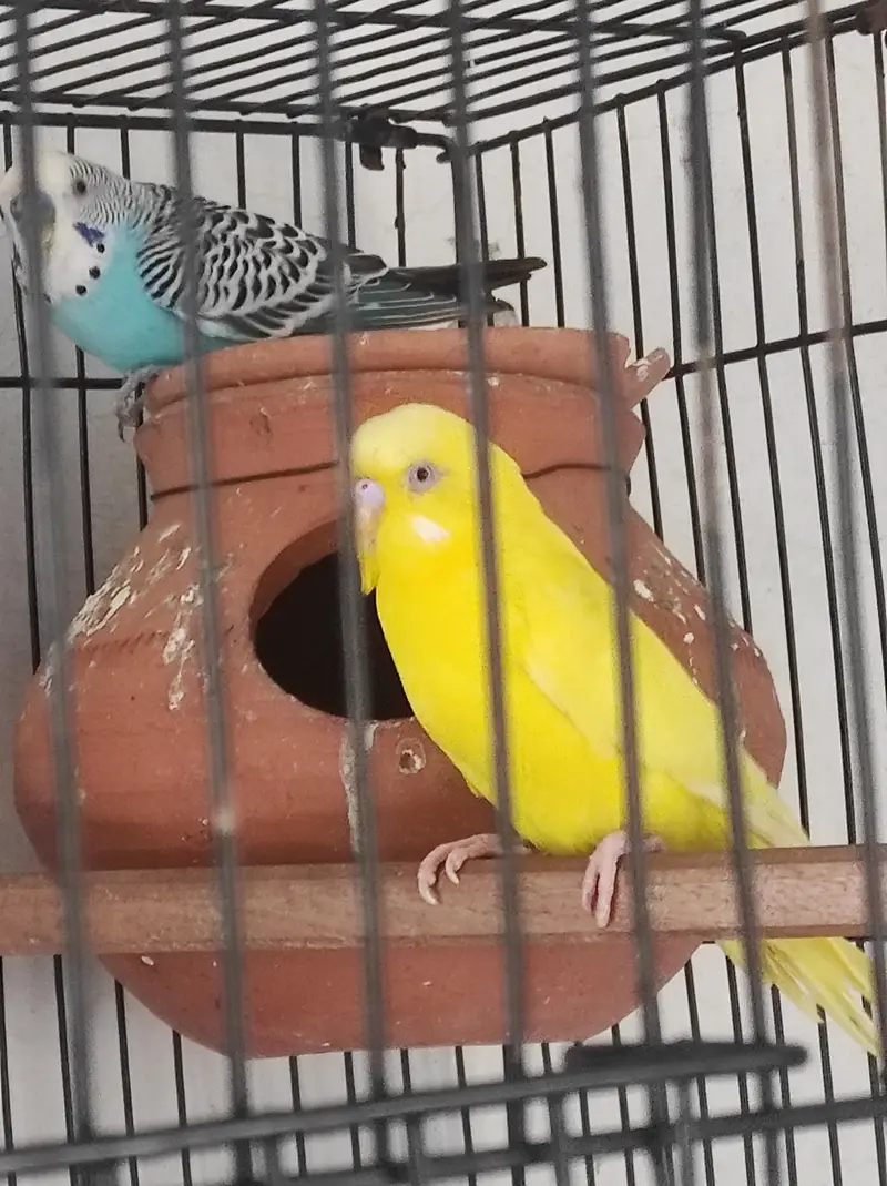budgies with eggs and cages — photo 6