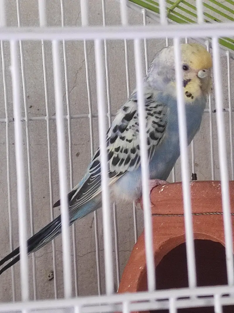 budgies with eggs and cages — photo 7