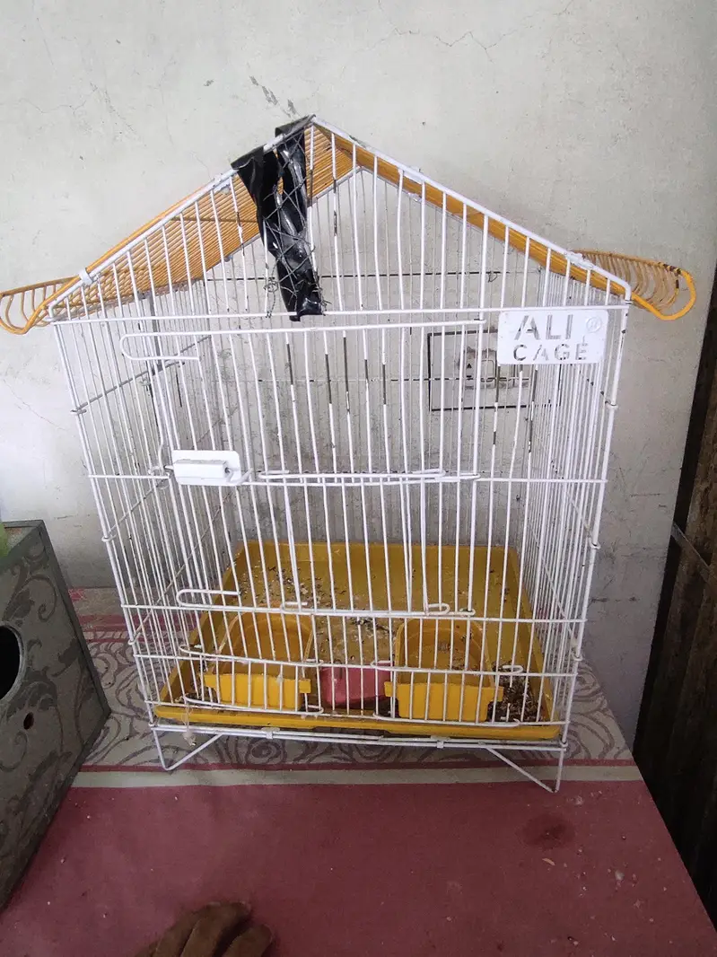 budgies with eggs and cages — photo 8