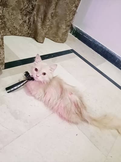 Petanimal
