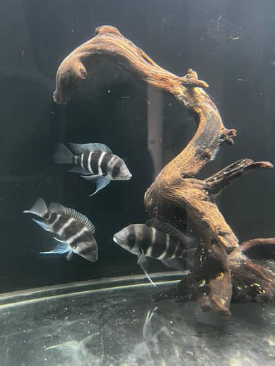 Frontosa