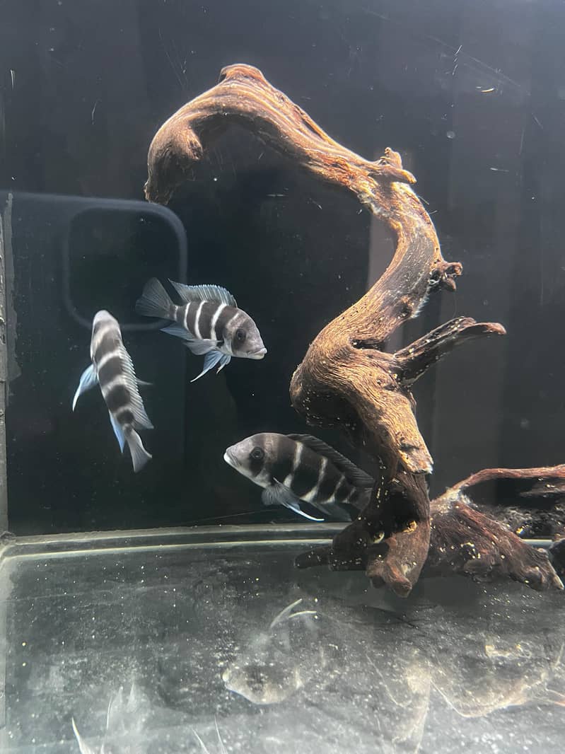 Frontosa 1
