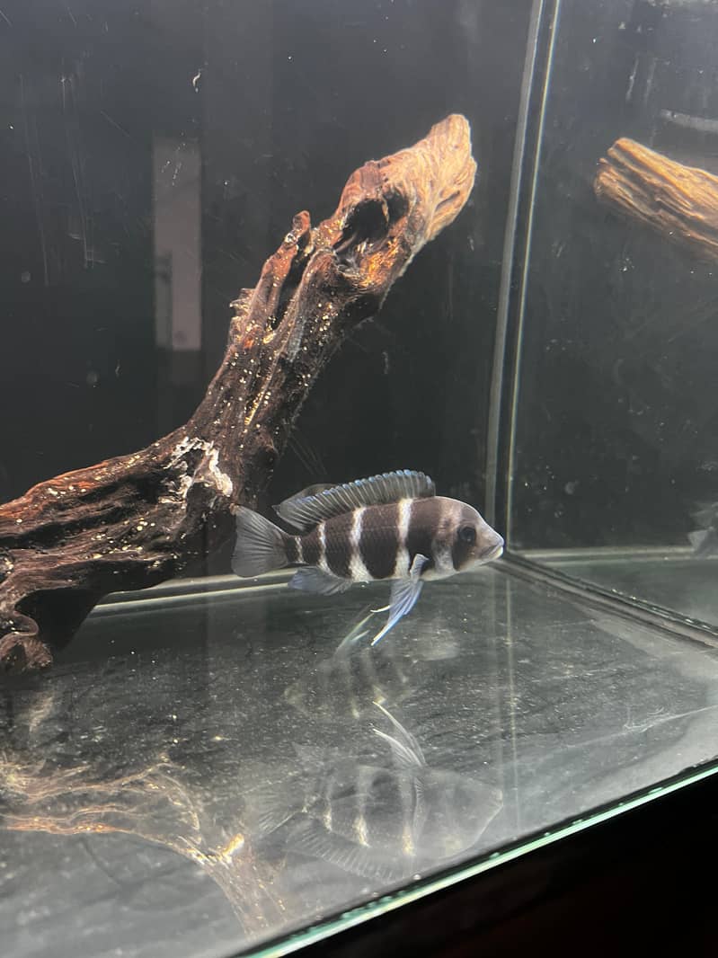 Frontosa 2