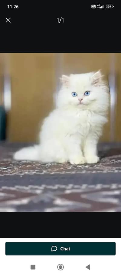 Persian cat 2month vaccinated WhatsApp0340 ⁠59⁠62ᴥ⁠⁠856