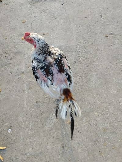 Aseel for sale