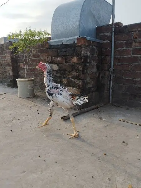 Aseel for sale — photo 4