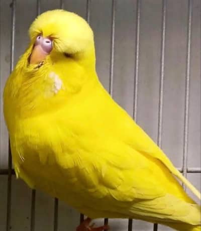 Lotino Exibition red eyes breeder male