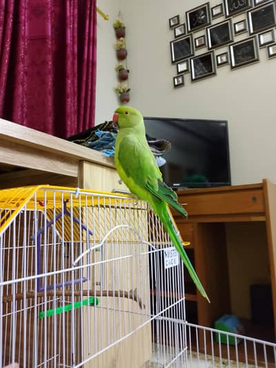 Green Ring neck Parrot