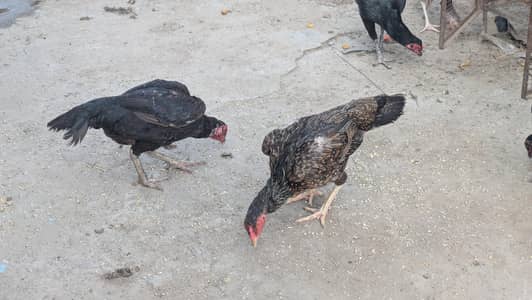 Aseel lasani aseel Mianwali aseel female eggs laying for sale