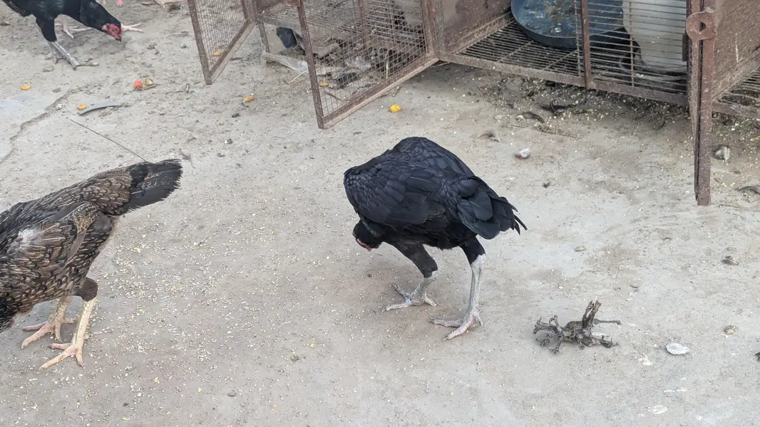 Aseel lasani aseel Mianwali aseel female eggs laying for sale — photo 2
