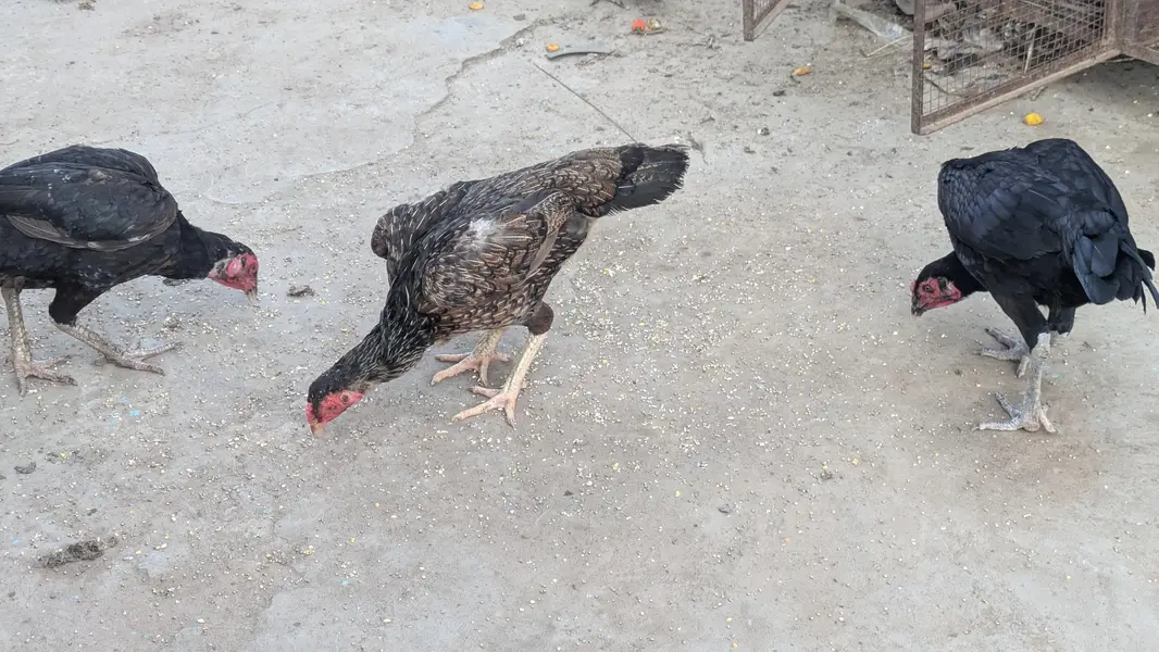 Aseel lasani aseel Mianwali aseel female eggs laying for sale — photo 3
