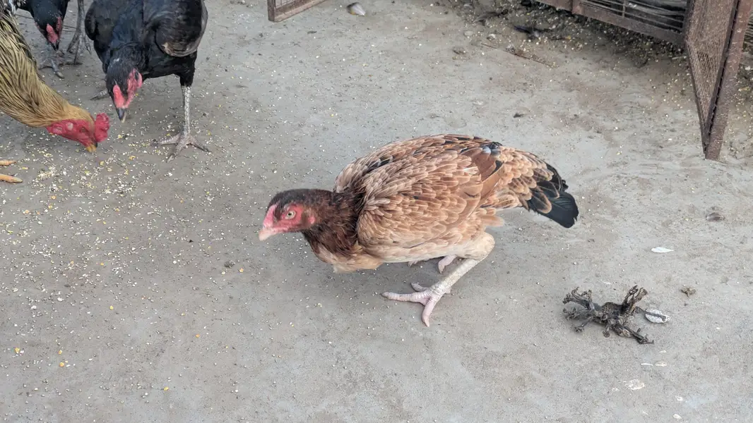 Aseel lasani aseel Mianwali aseel female eggs laying for sale — photo 4