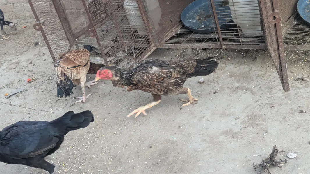 Aseel lasani aseel Mianwali aseel female eggs laying for sale — photo 5