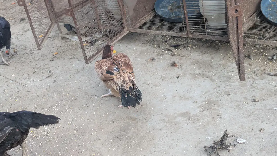 Aseel lasani aseel Mianwali aseel female eggs laying for sale — photo 6
