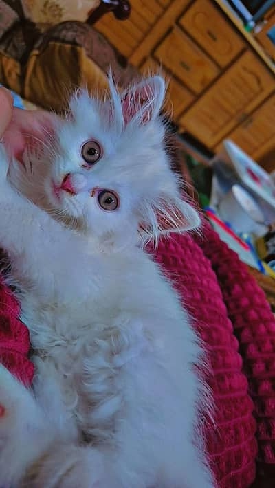 punch face kitten