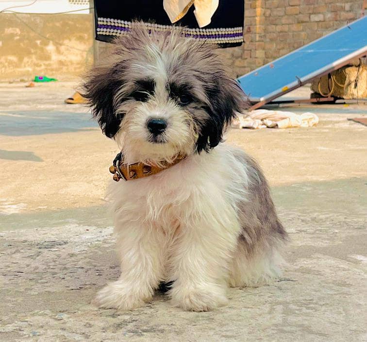 simba 0