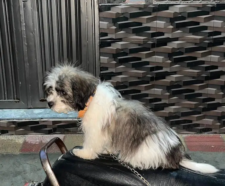 simba — photo 2
