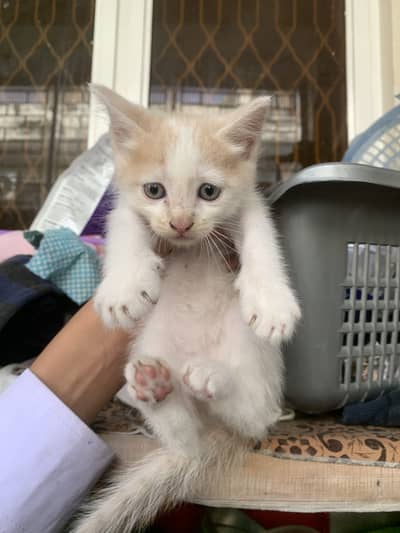 Persian single coat kittens avbl for sale in pairs