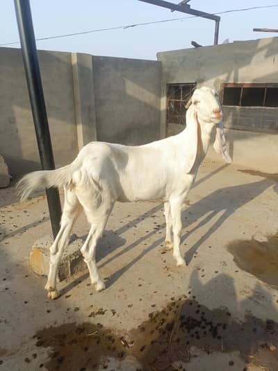 Rajan Puri or desi goats