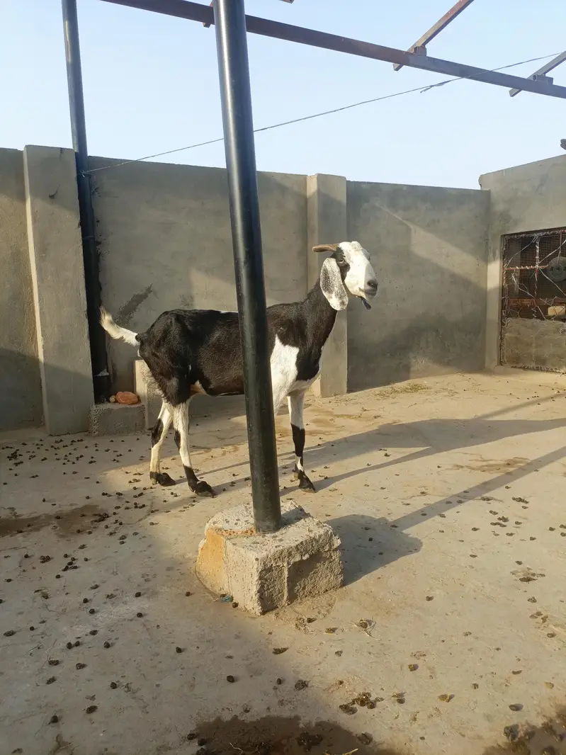 Rajan Puri or desi goats — photo 2