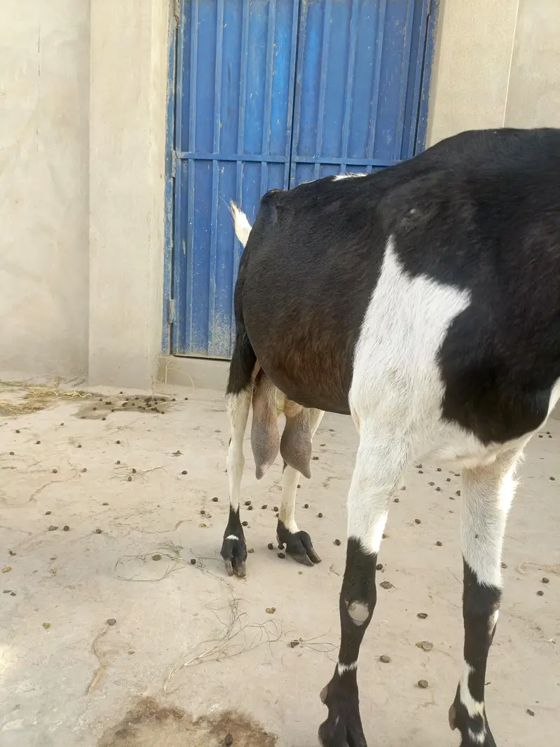 Rajan Puri or desi goats — photo 3