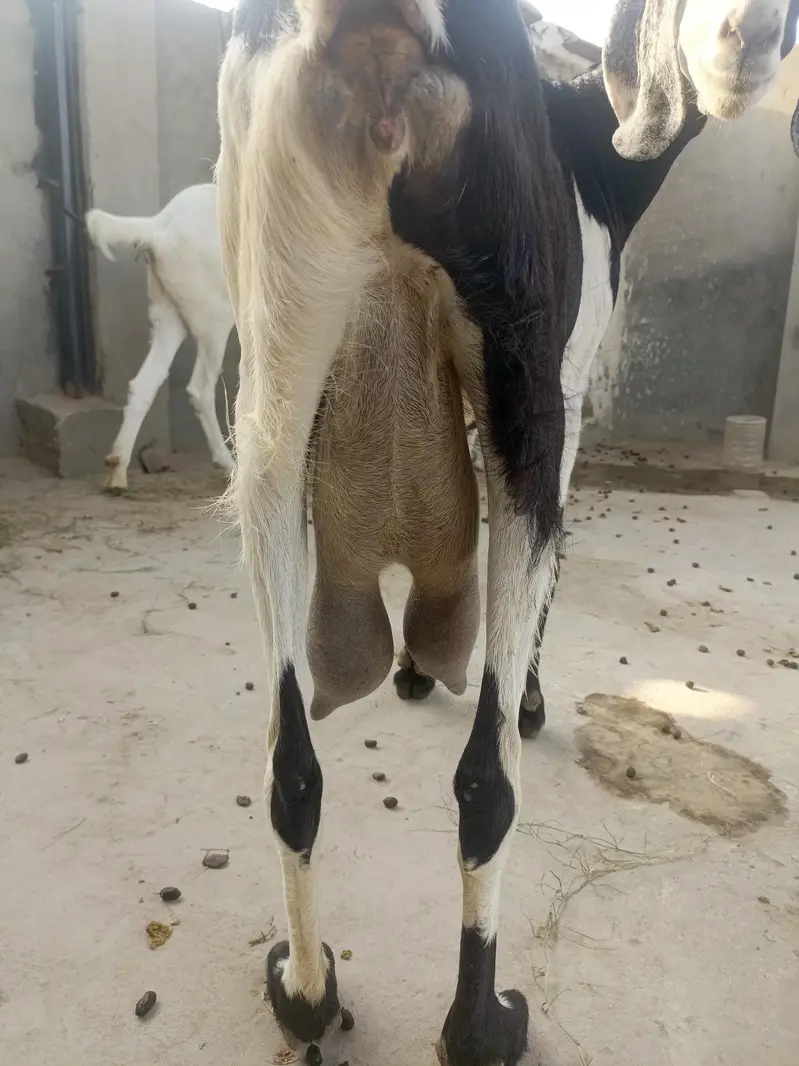 Rajan Puri or desi goats — photo 4