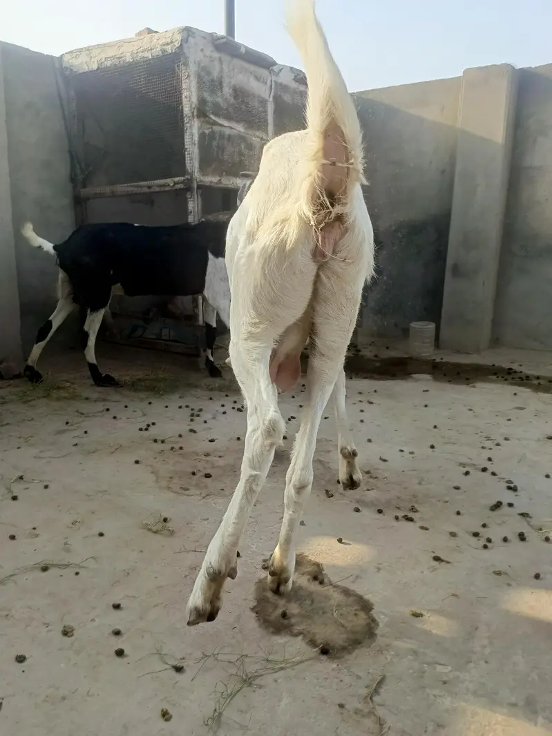 Rajan Puri or desi goats — photo 5