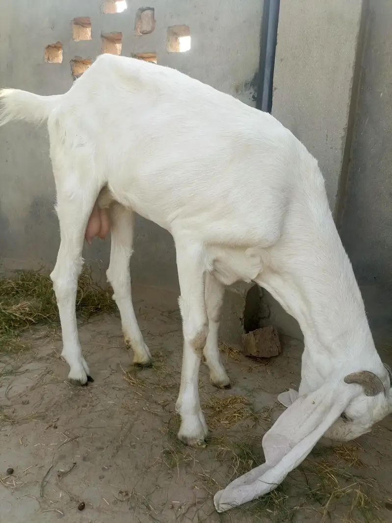Rajan Puri or desi goats — photo 6