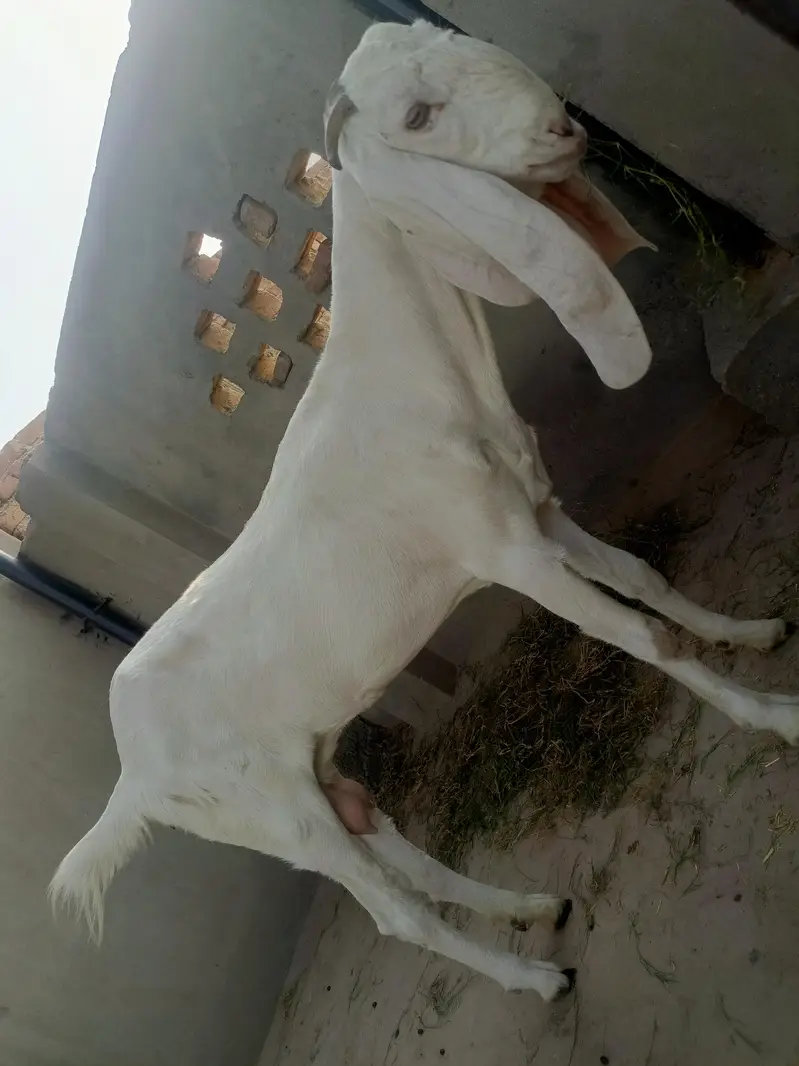 Rajan Puri or desi goats — photo 7