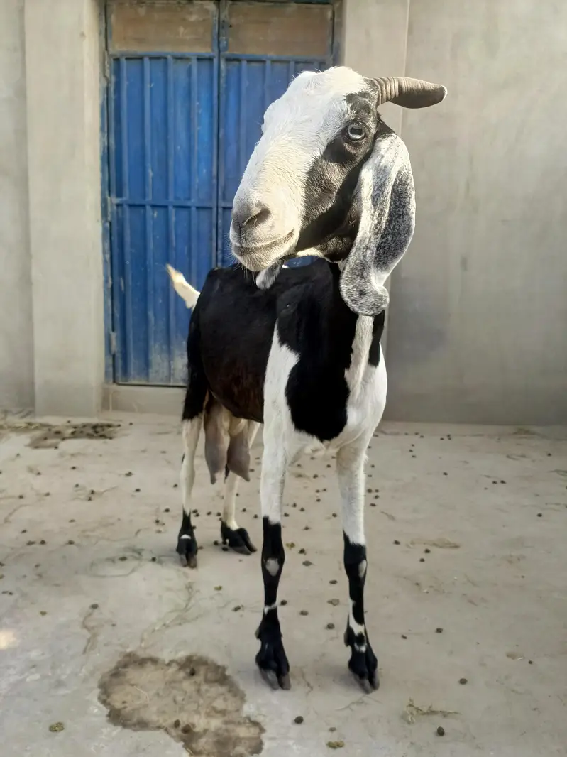 Rajan Puri or desi goats — photo 8
