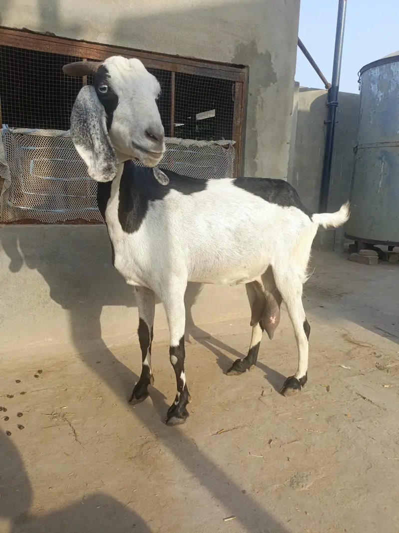 Rajan Puri or desi goats — photo 9