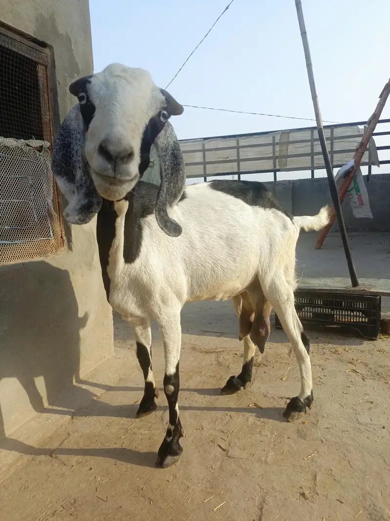 Rajan Puri or desi goats — photo 10