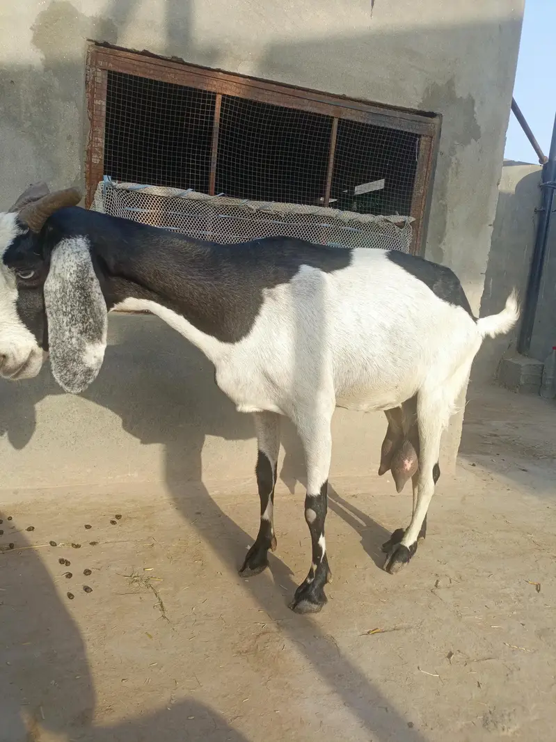 Rajan Puri or desi goats — photo 11