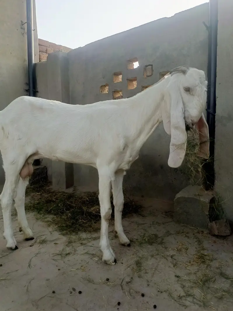 Rajan Puri or desi goats — photo 12