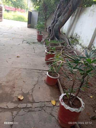 plants with pots for sell