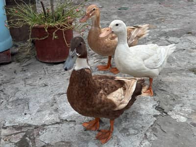 ducks pair