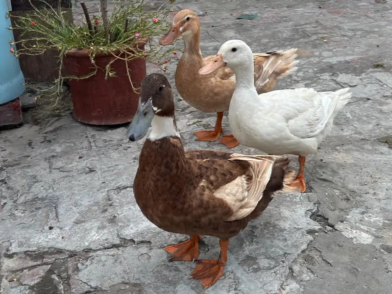 ducks pair — photo 2