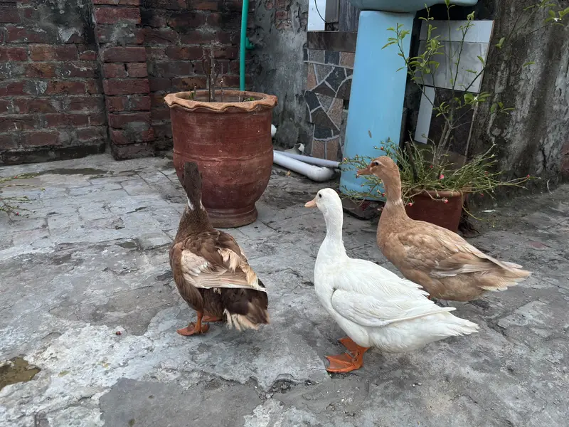 ducks pair — photo 3