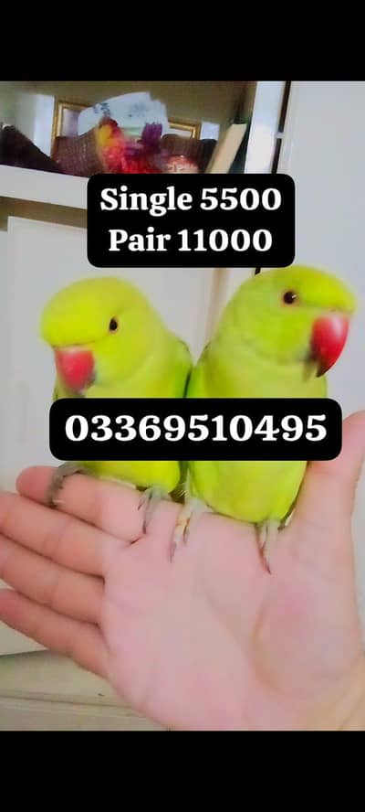 Single 5500 pair 11000Handtame Green ringneck parrots for sale