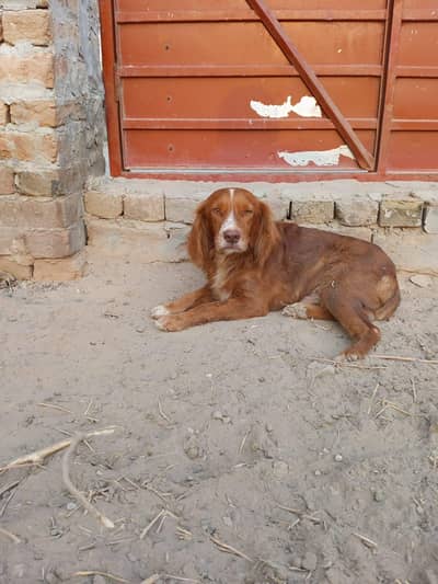 cocker spaniel male dog for sale