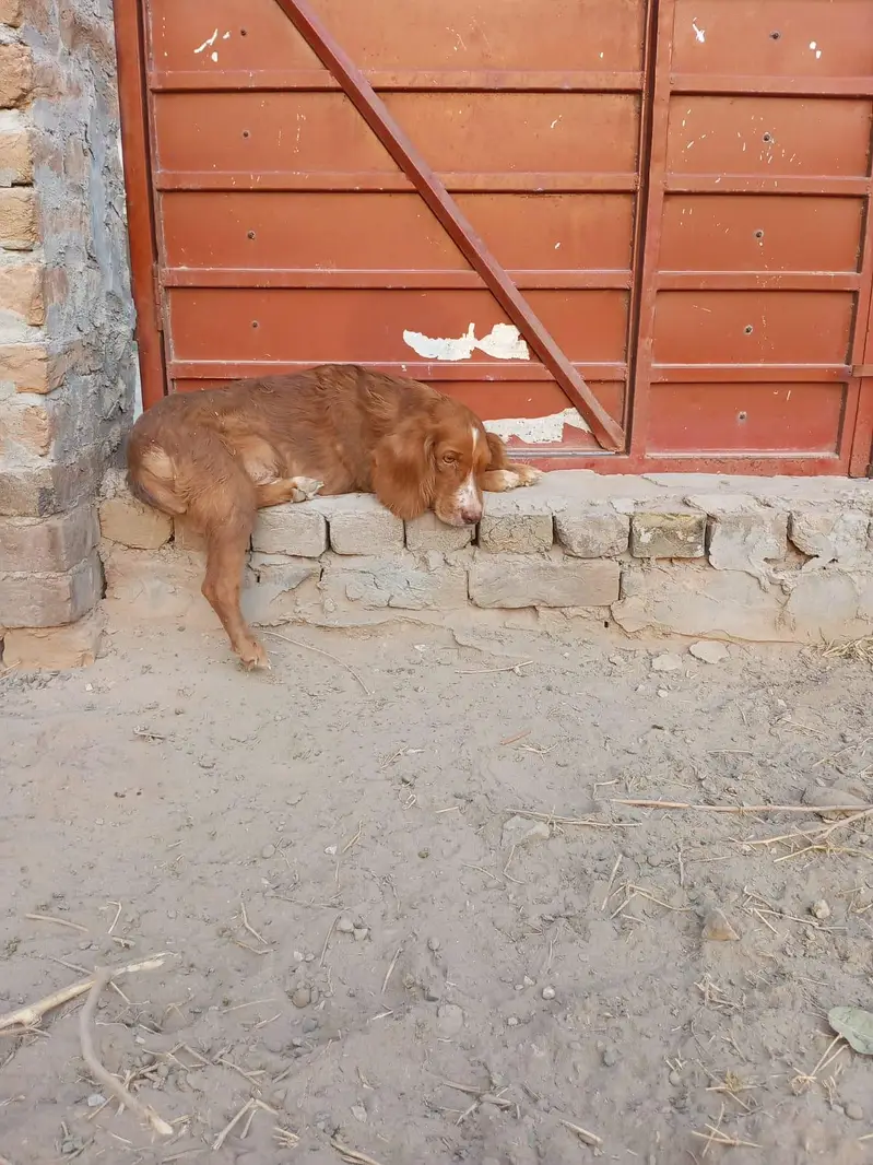 cocker spaniel male dog for sale — photo 2