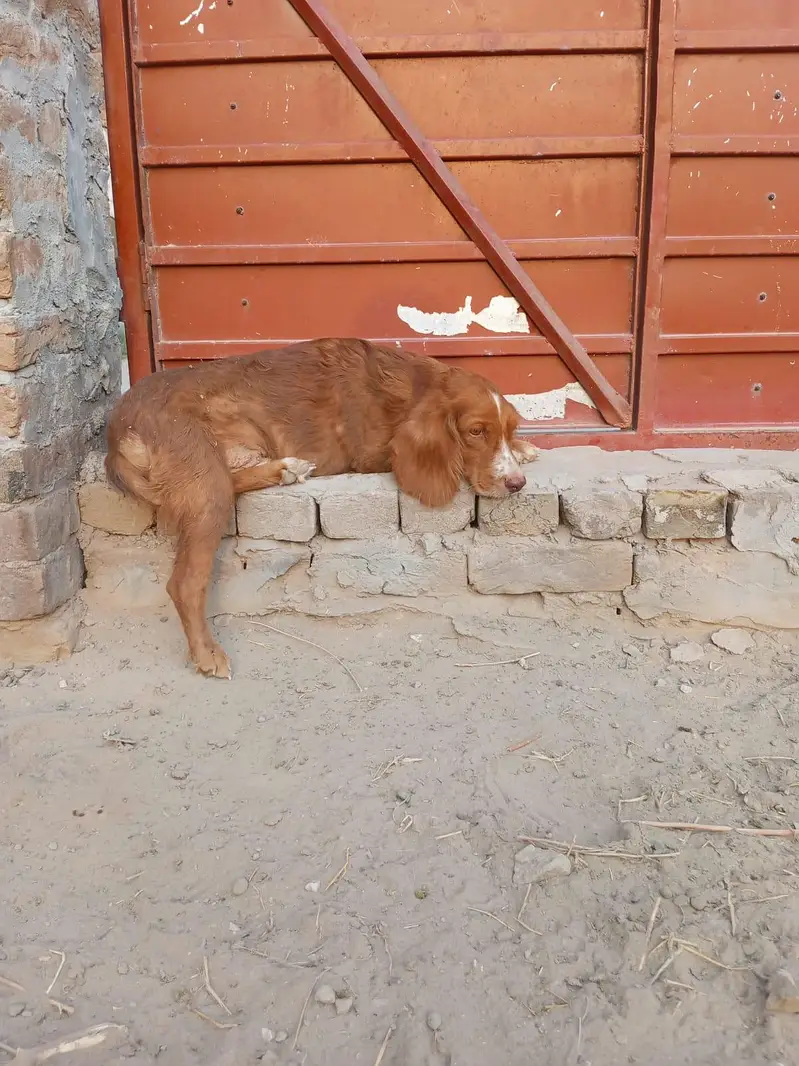 cocker spaniel male dog for sale — photo 3