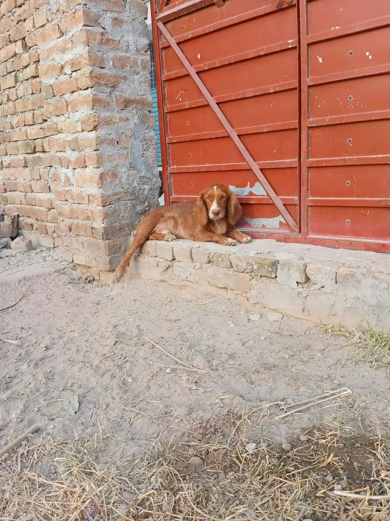 cocker spaniel male dog for sale — photo 4