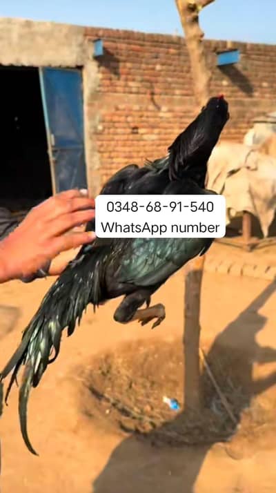 breed aseel heera my WhatsApp number