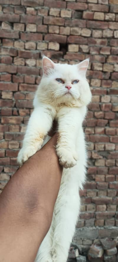peision Sami punch Male Blue eyes for sale