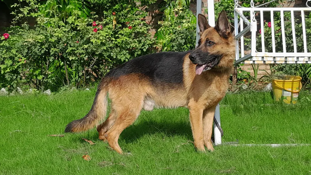 German shepherd male — photo 2