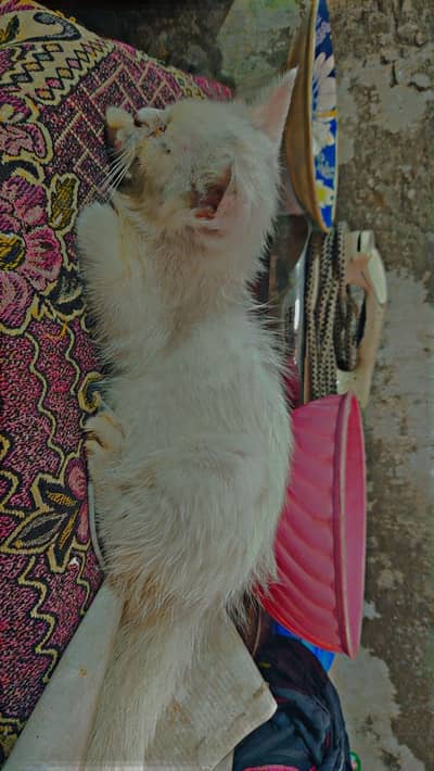 cat baby ek ankh zaya ho Gai hui ha