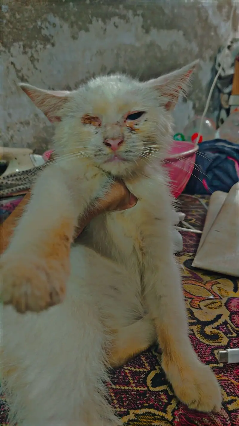 cat baby ek ankh zaya ho Gai hui ha — photo 2